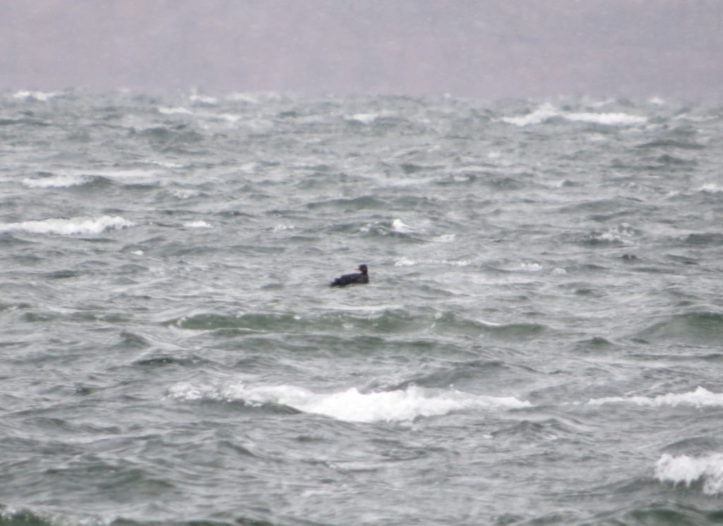 Black Scoter