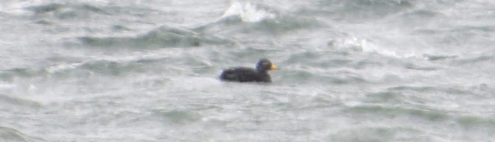 Black Scoter