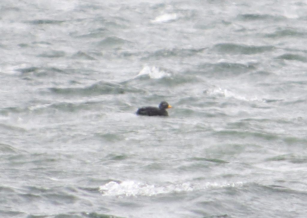 Black Scoter