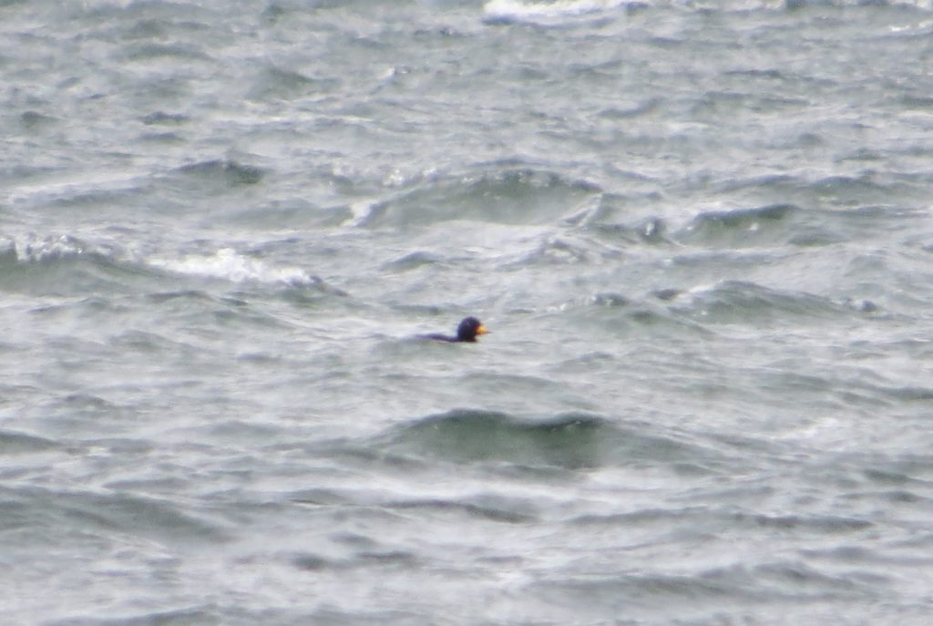 black scoter