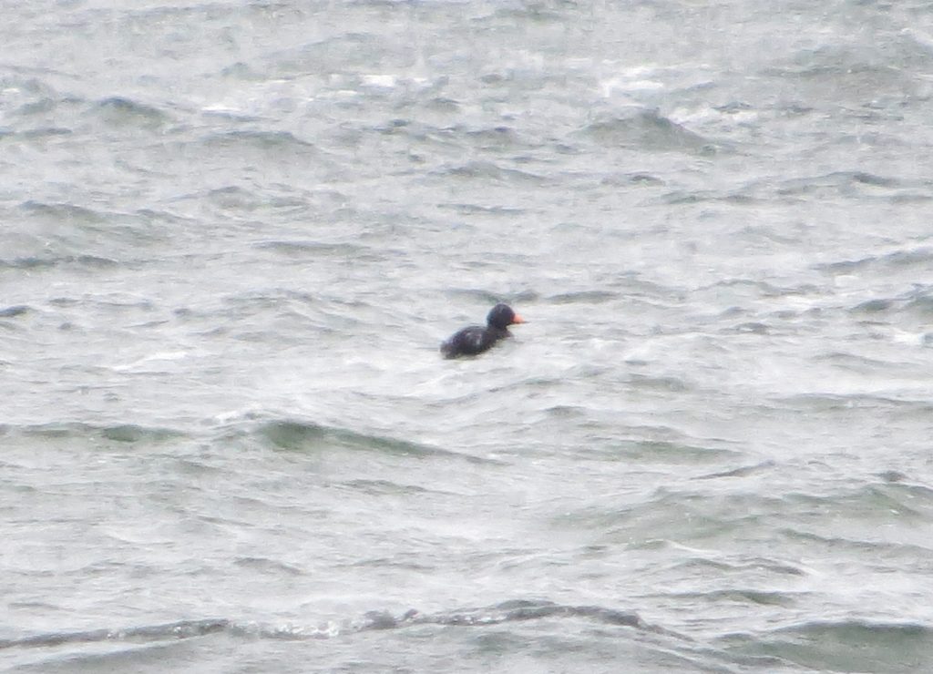 Black Scoter