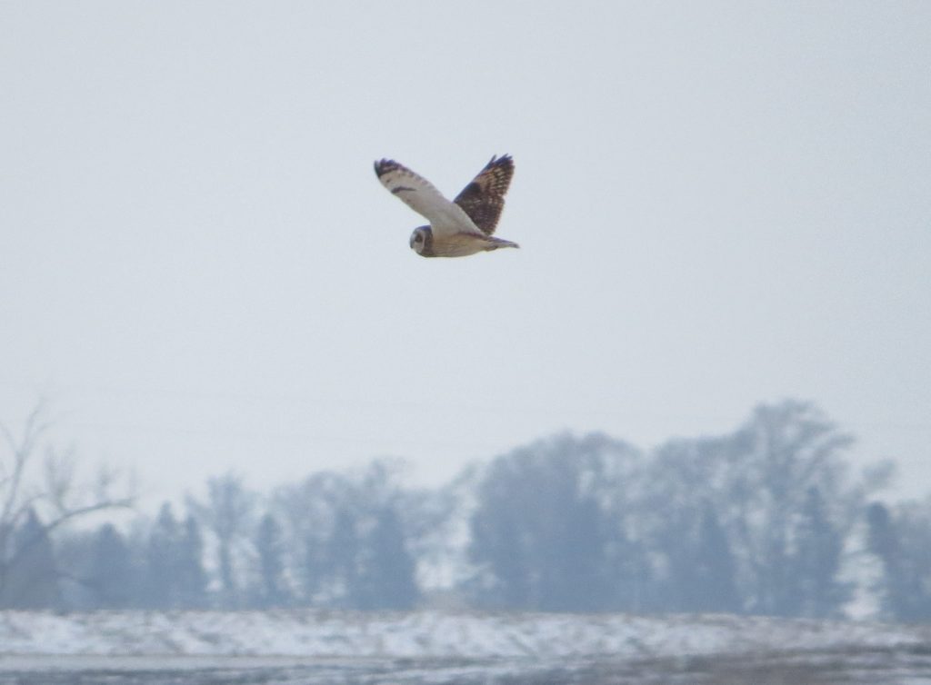 Short-eared Owl