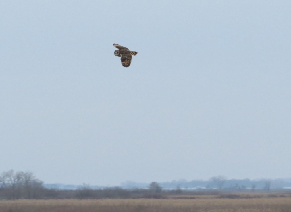 Short-eared Owl