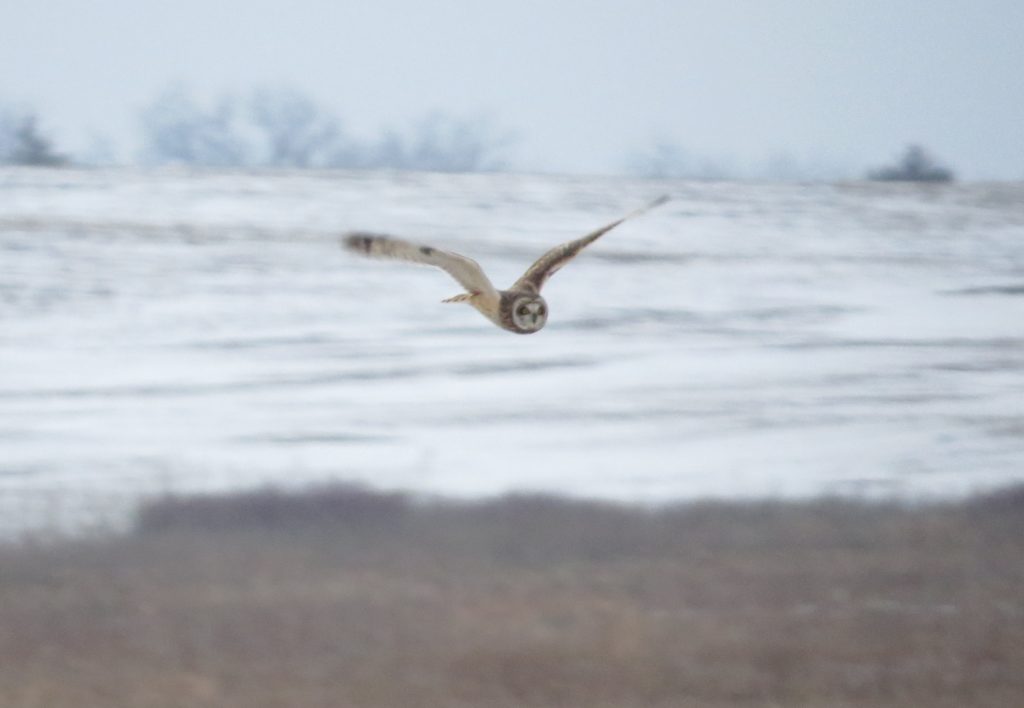 Short-eared Owl