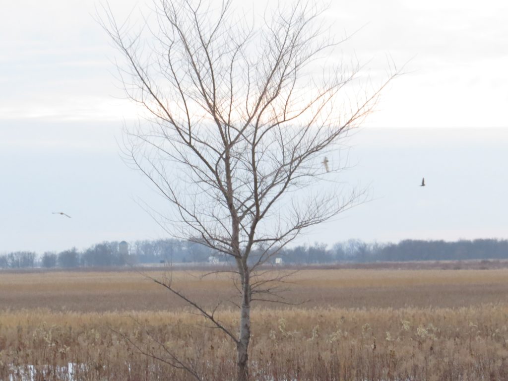 Short-eared Owl