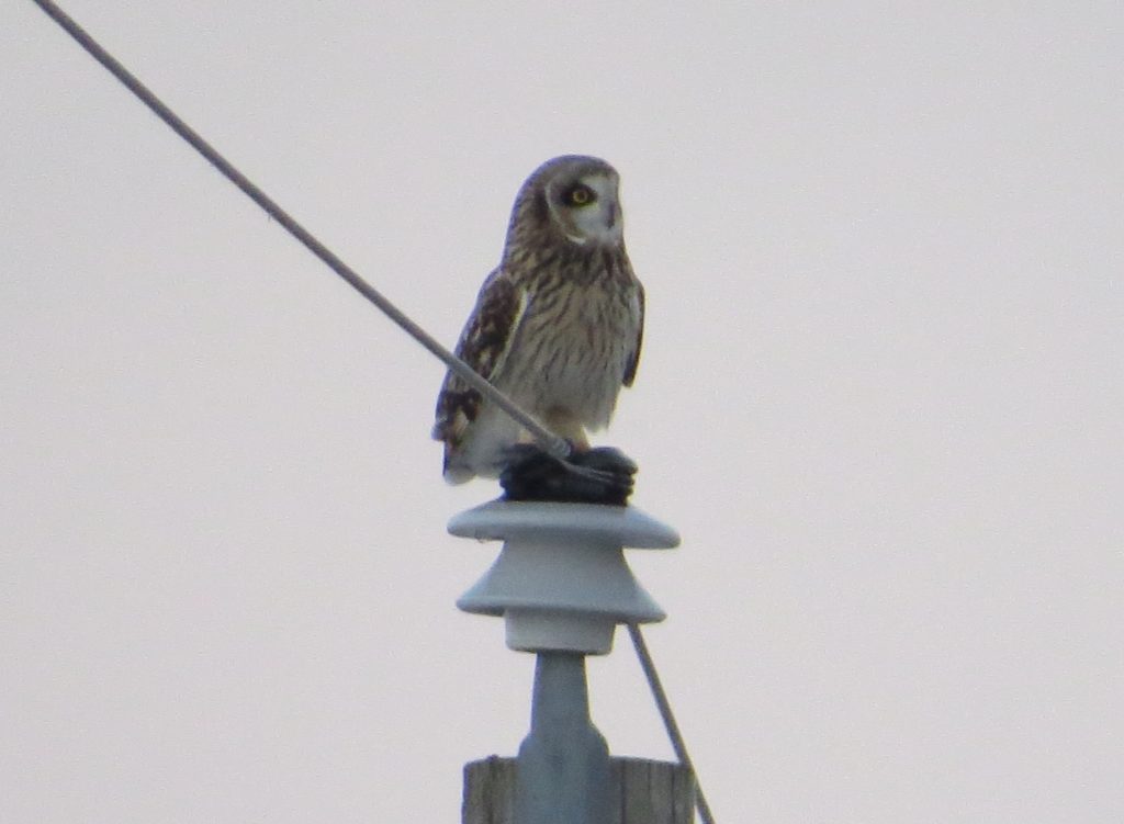 Short-eared Owl