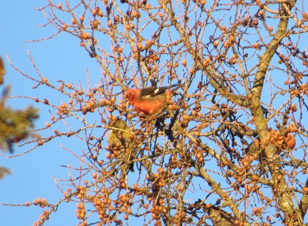 White-winged Crossbill