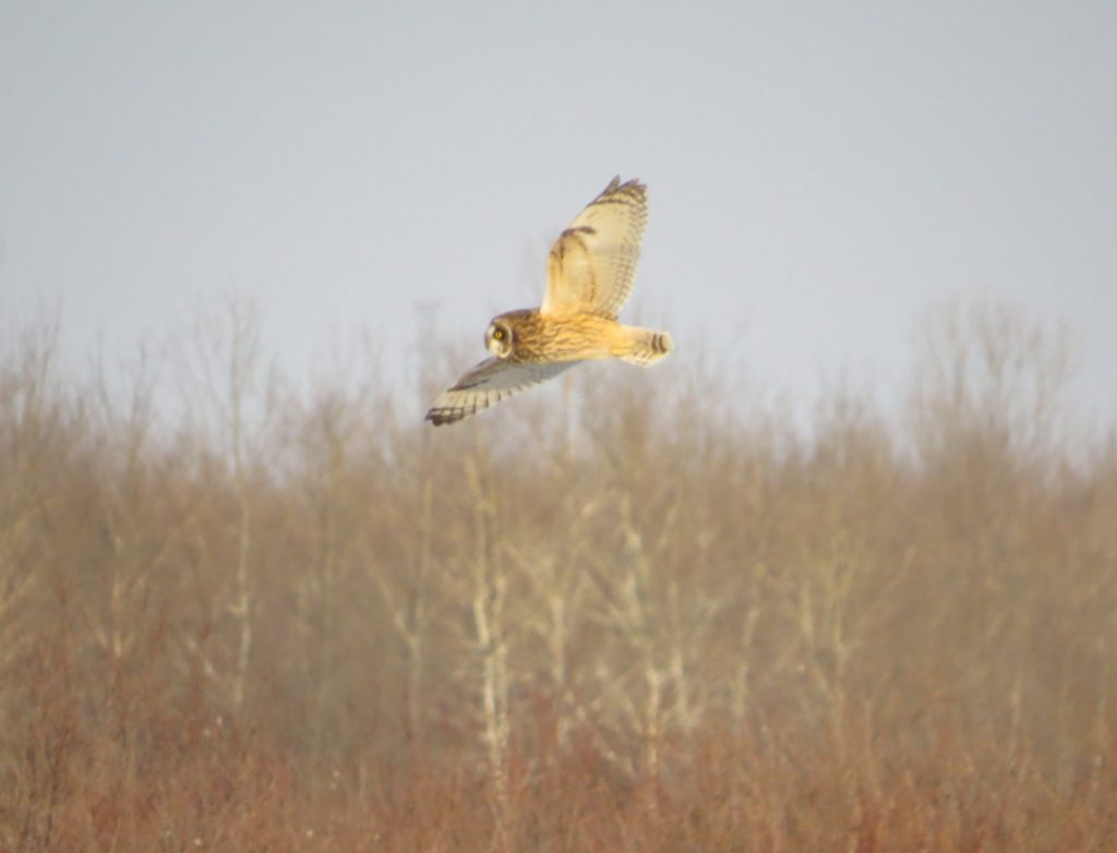 Short-eared Owl