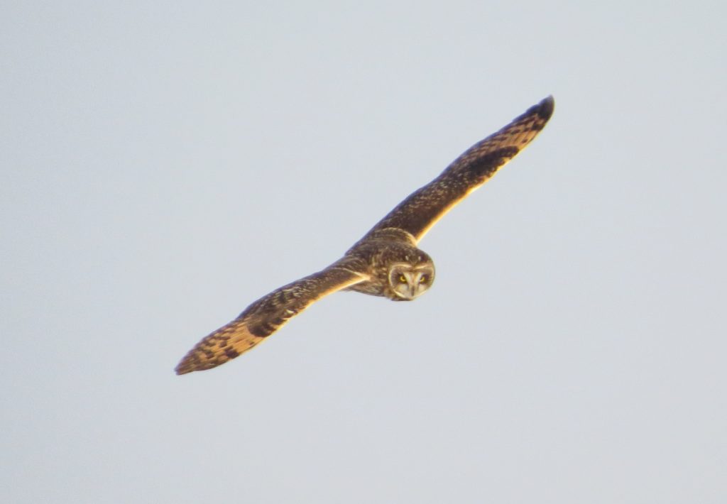 Short-eared Owl