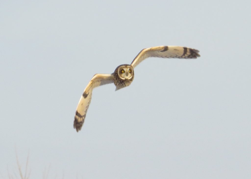 Short-eared Owl