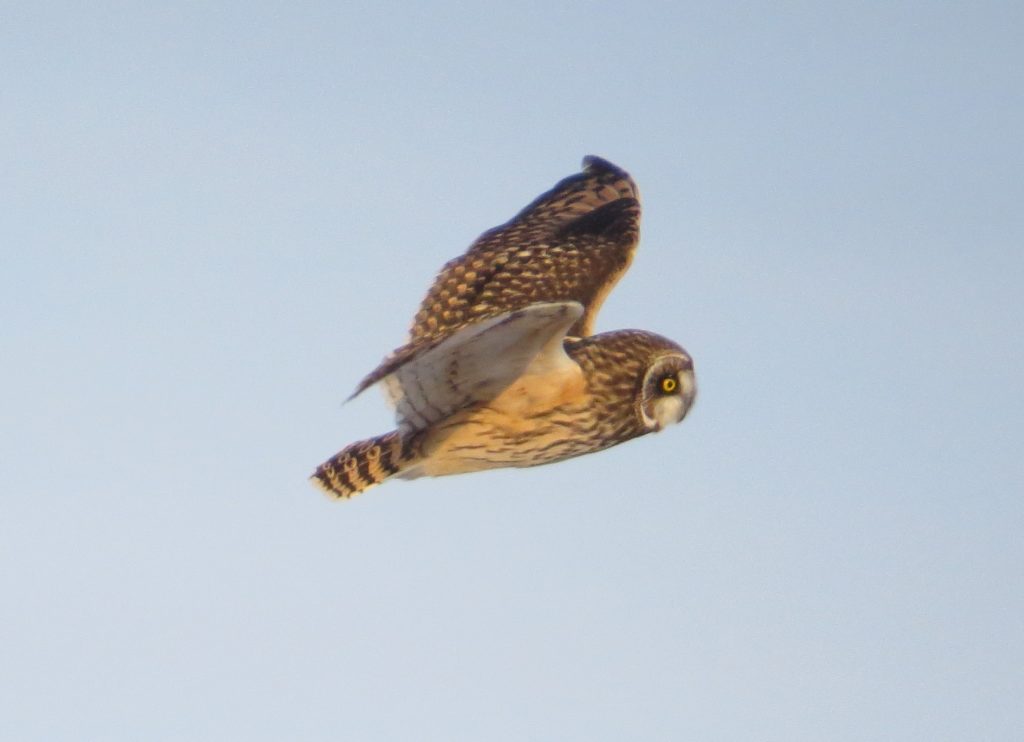 Short-eared Owl