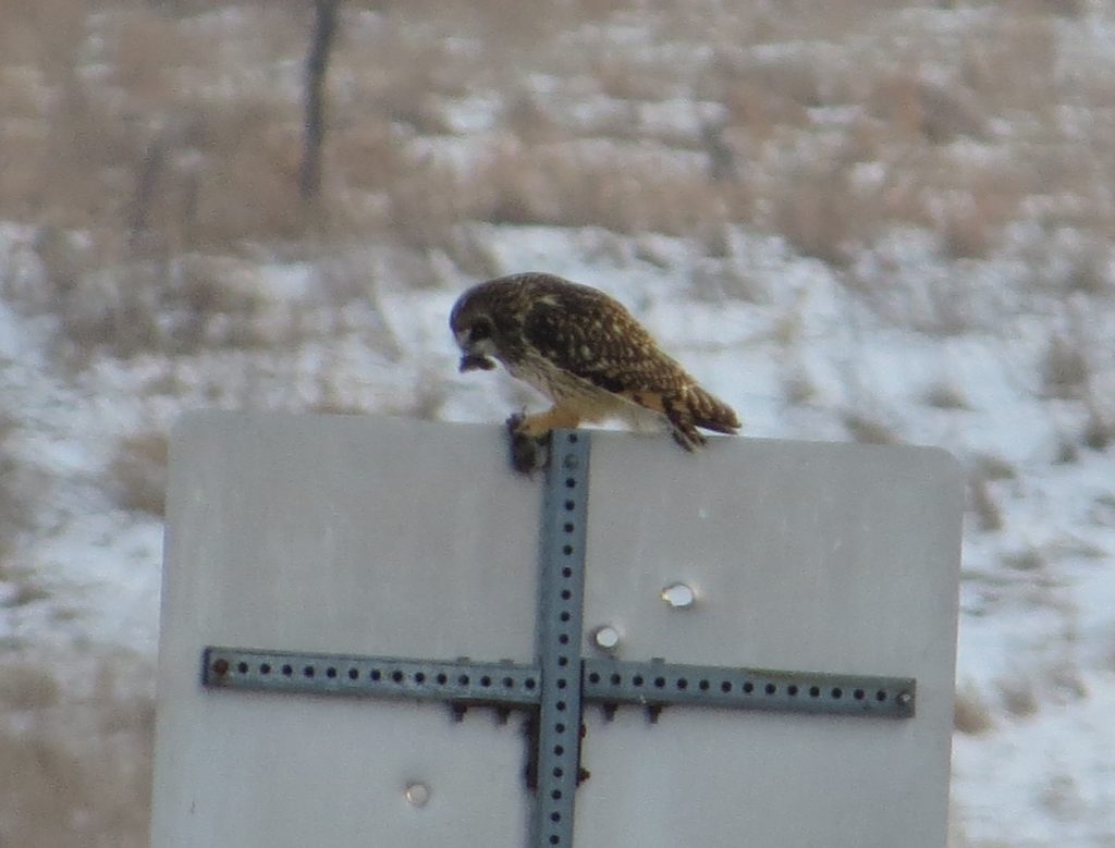 Short-eared Owl