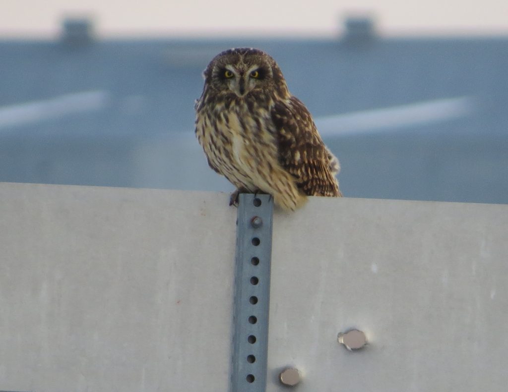 Short-eared Owl