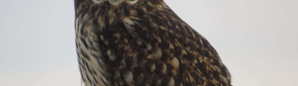 Short-eared Owl