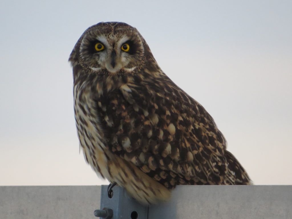 Short-eared Owl