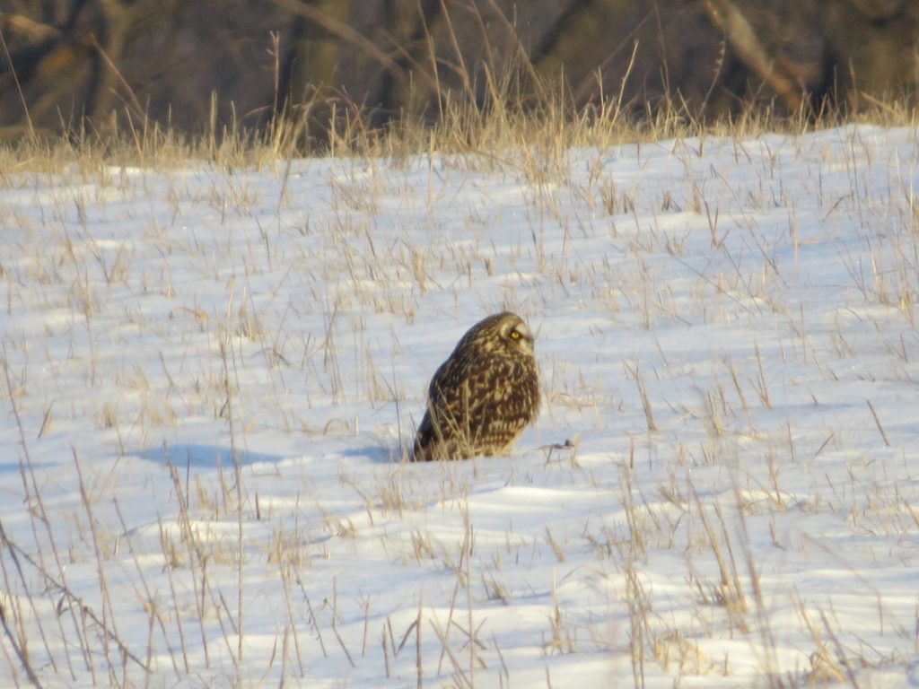 Short-eared owl