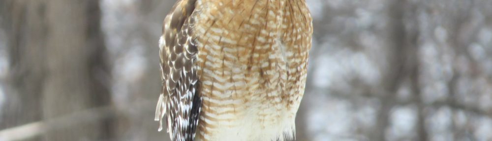 Red-shouldered Hawk