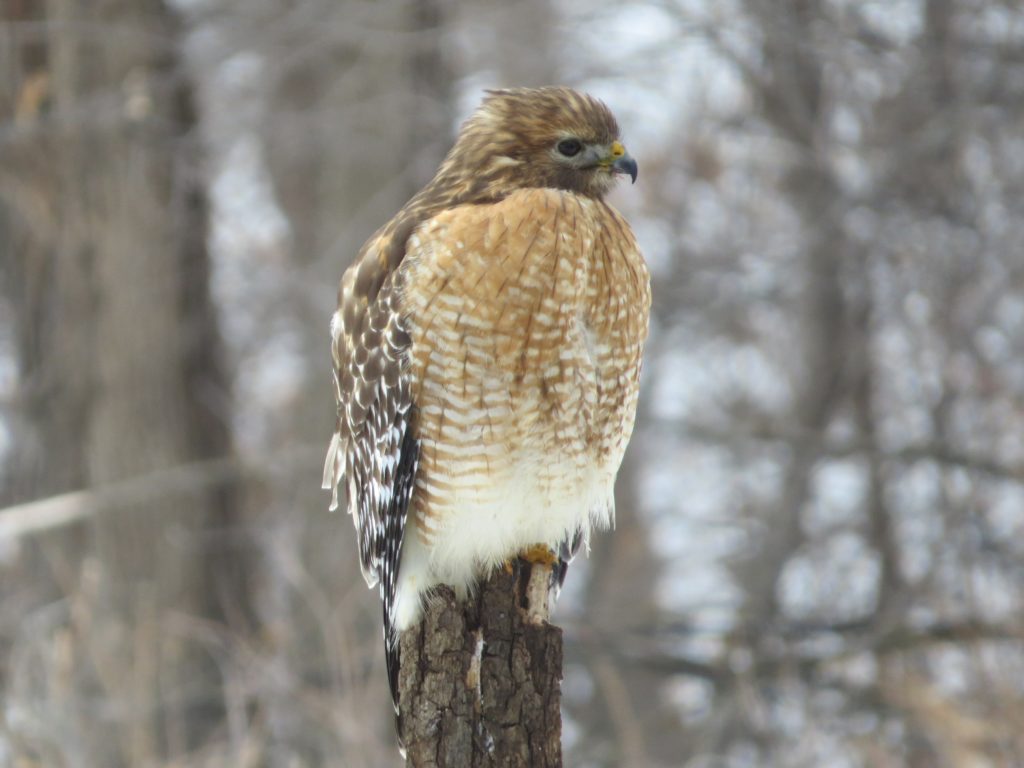 Red-shouldered Hawk