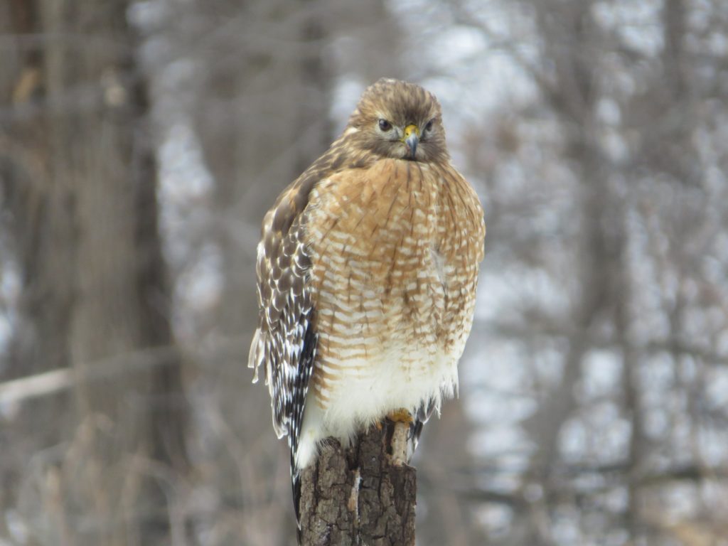 Red-shouldered Hawk