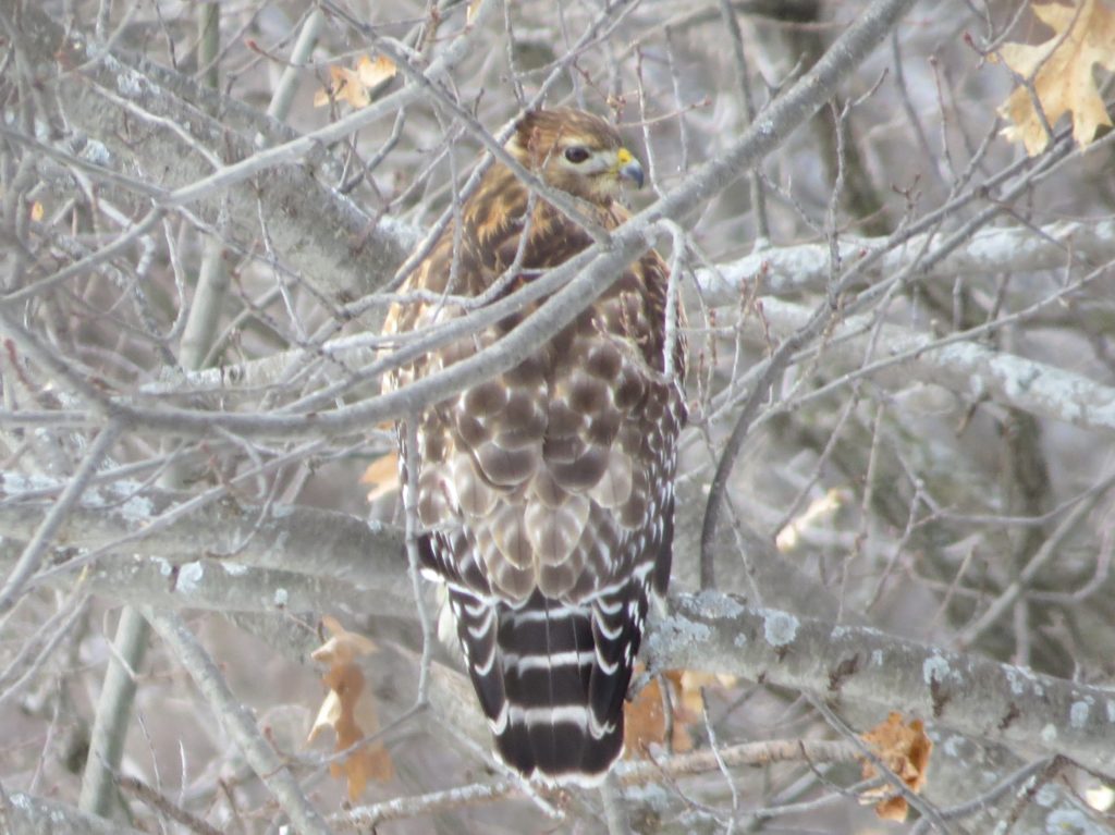 Red-shouldered Hawk