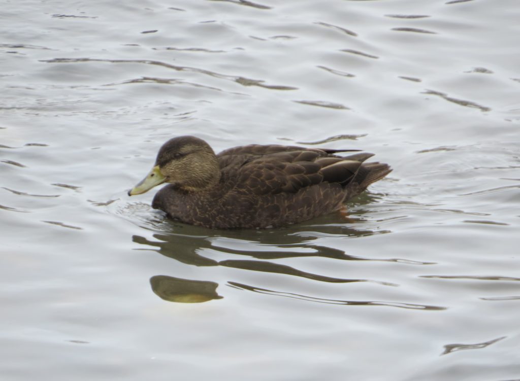 American Black Duck