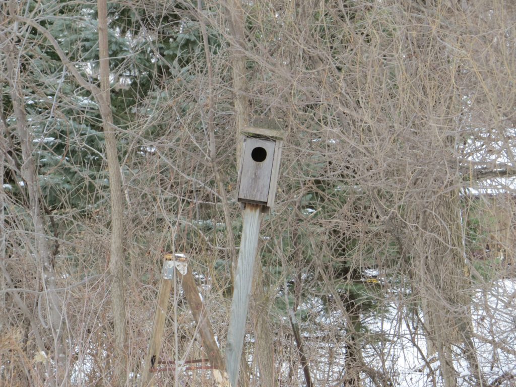 Wood Duck box