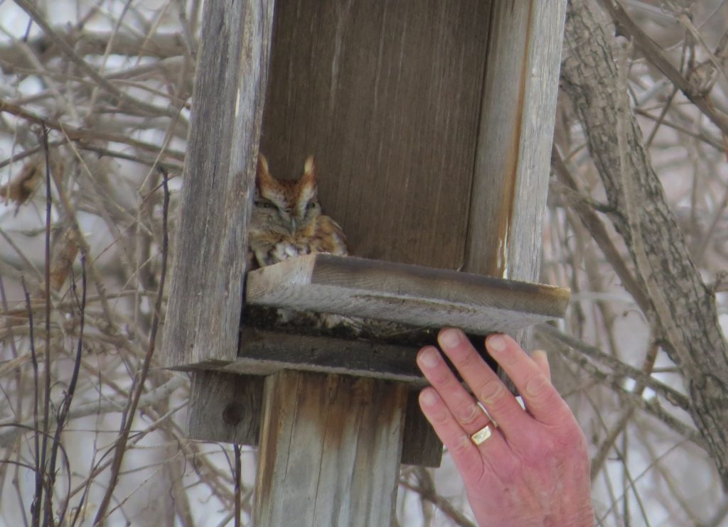 Red Eastern Screech-Owl