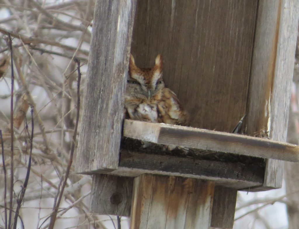 red Eastern Screech-Owl