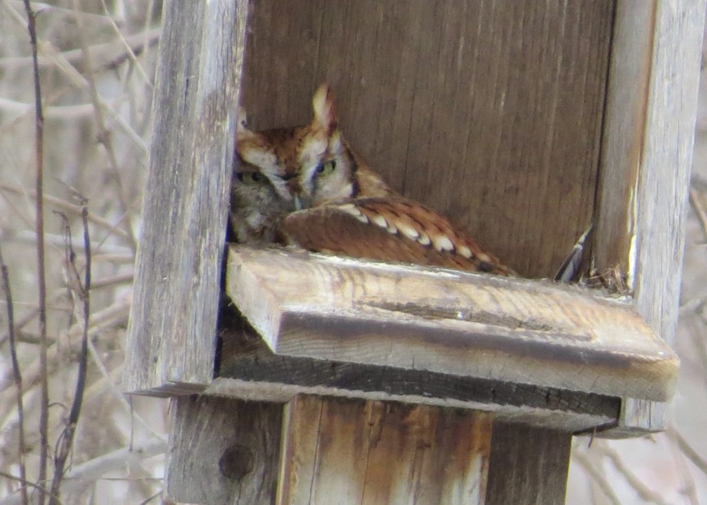 red Eastern Screech-Owl