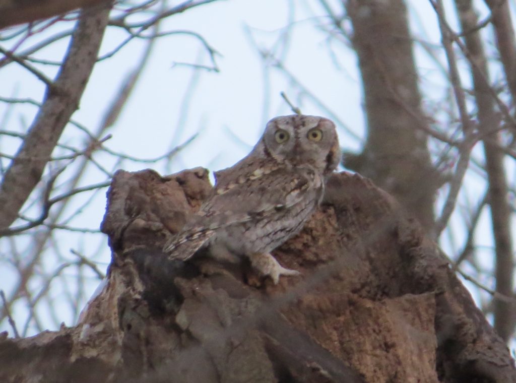 Eastern Screech-Owl