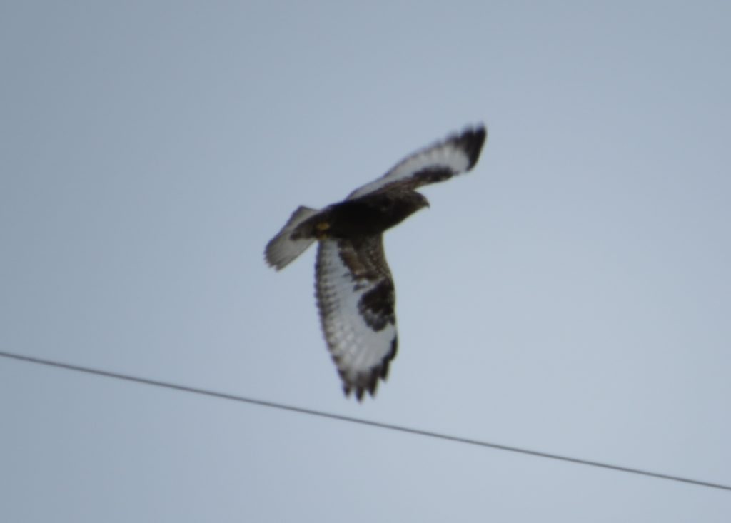 dark morph Rough-legged hawk