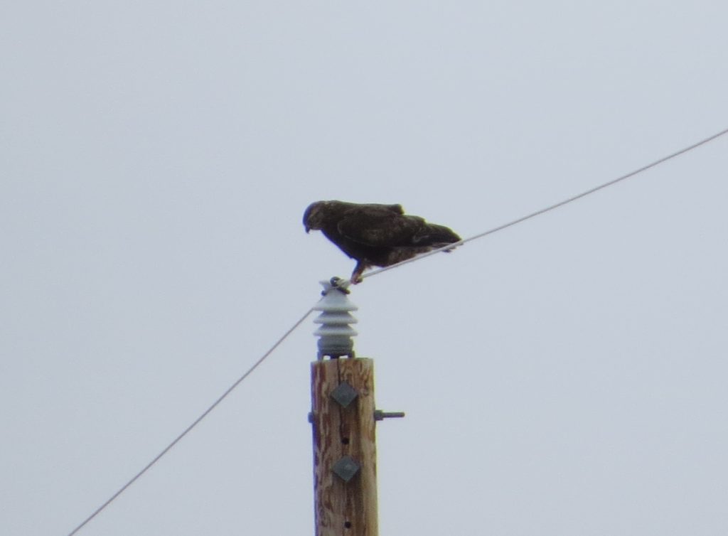 dark morph Rough-legged hawk