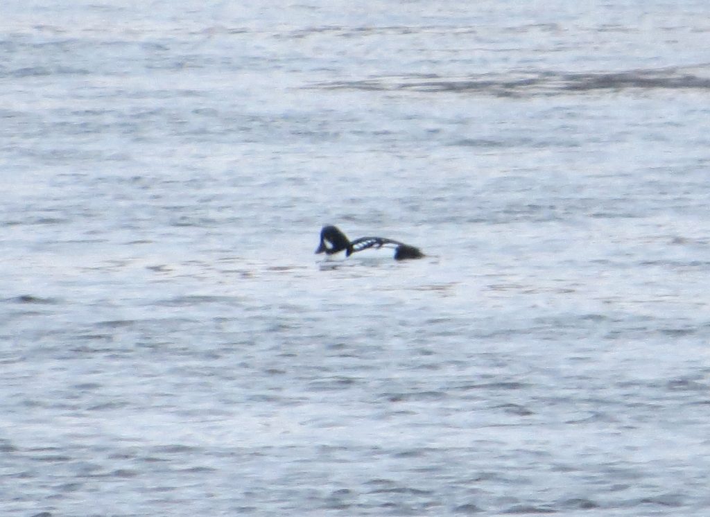 Barrow's Goldeneye