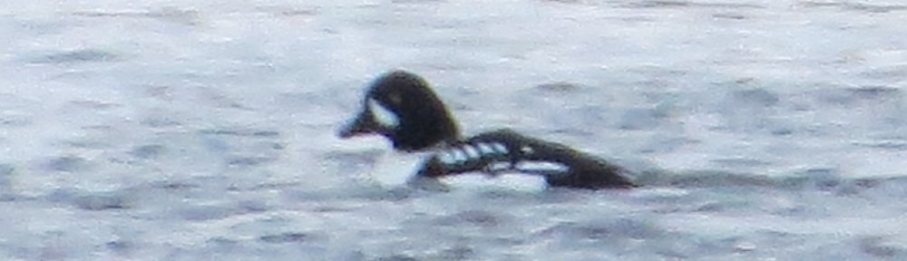 Barrow's Goldeneye