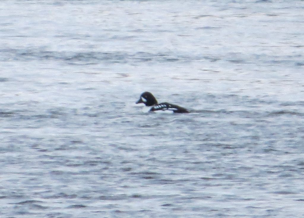 Barrow's Goldeneye