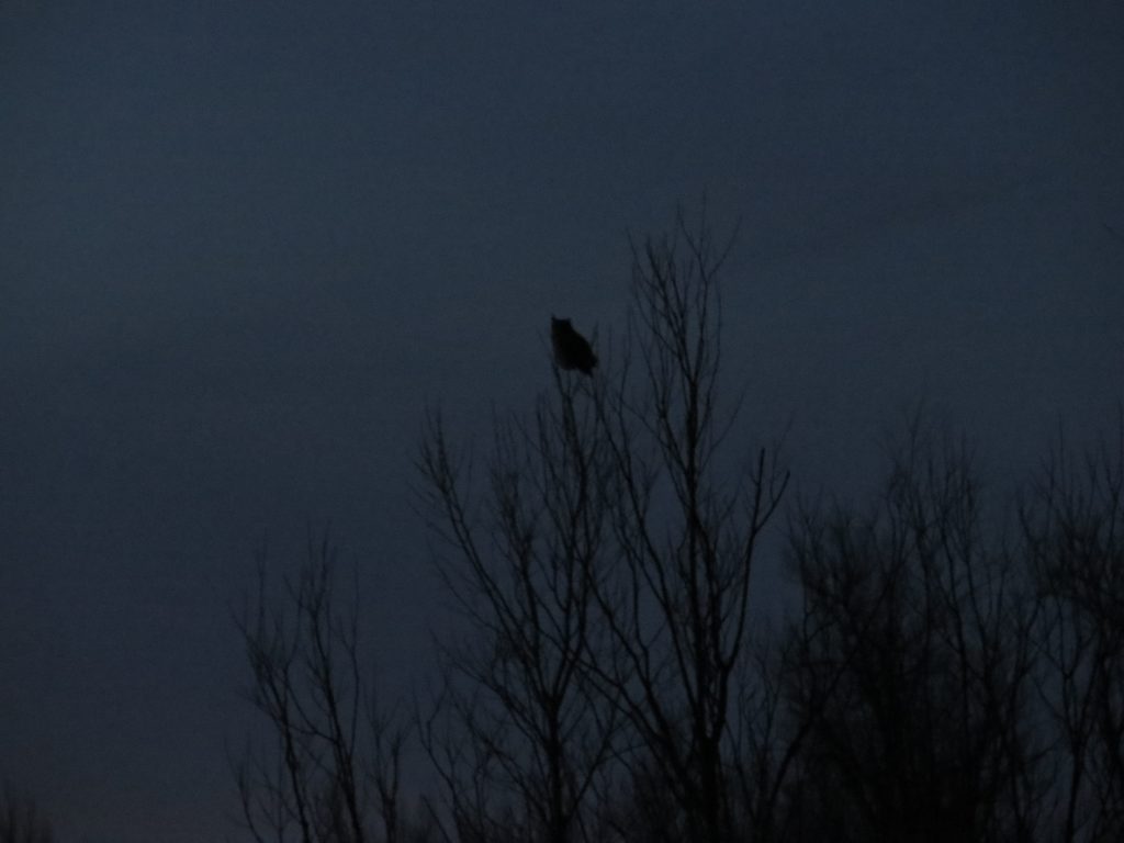 Great Horned Owl