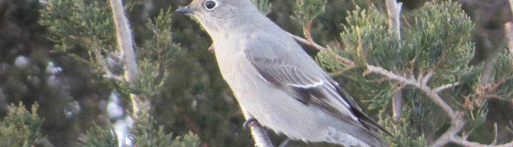 Townsend's Solitaire