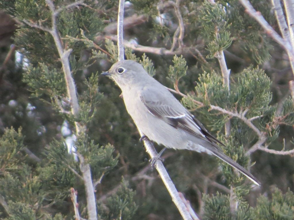 Townsend's Solitaire