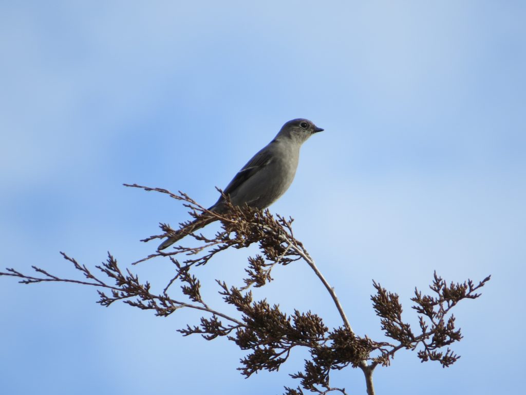 Townsend's Solitaire