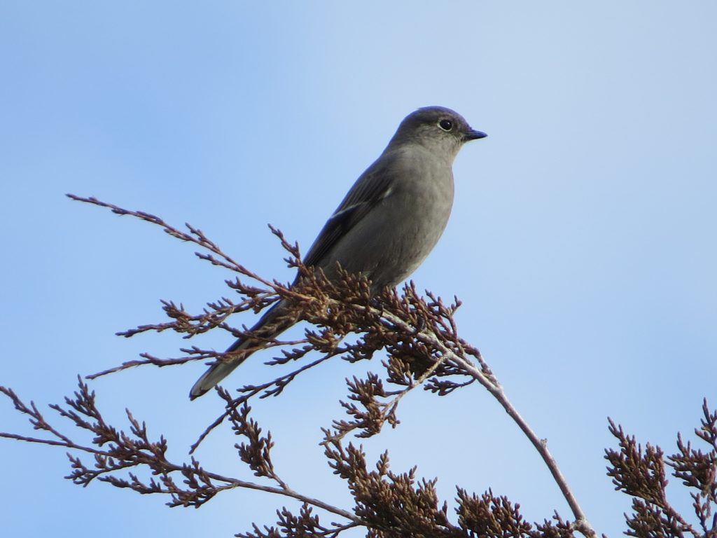 Townsend's Solitaire