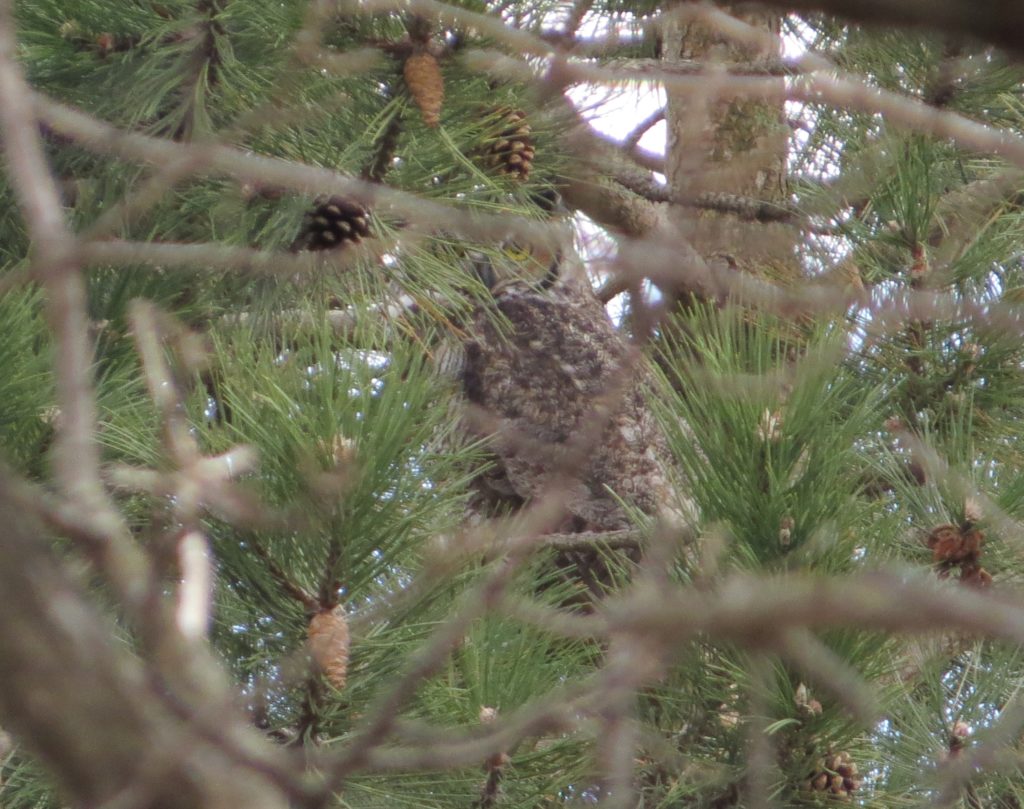 Great Horned Owl