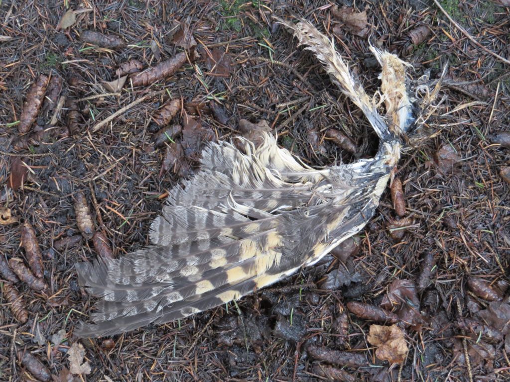 Long-eared Owl wing