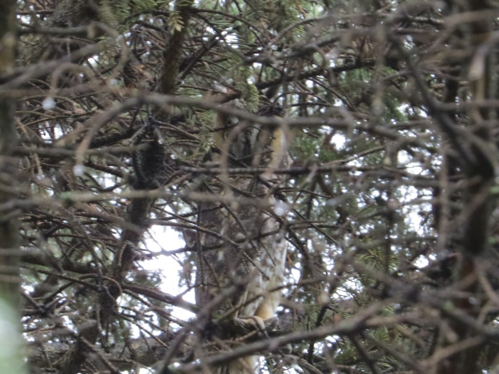 Long-eared Owl