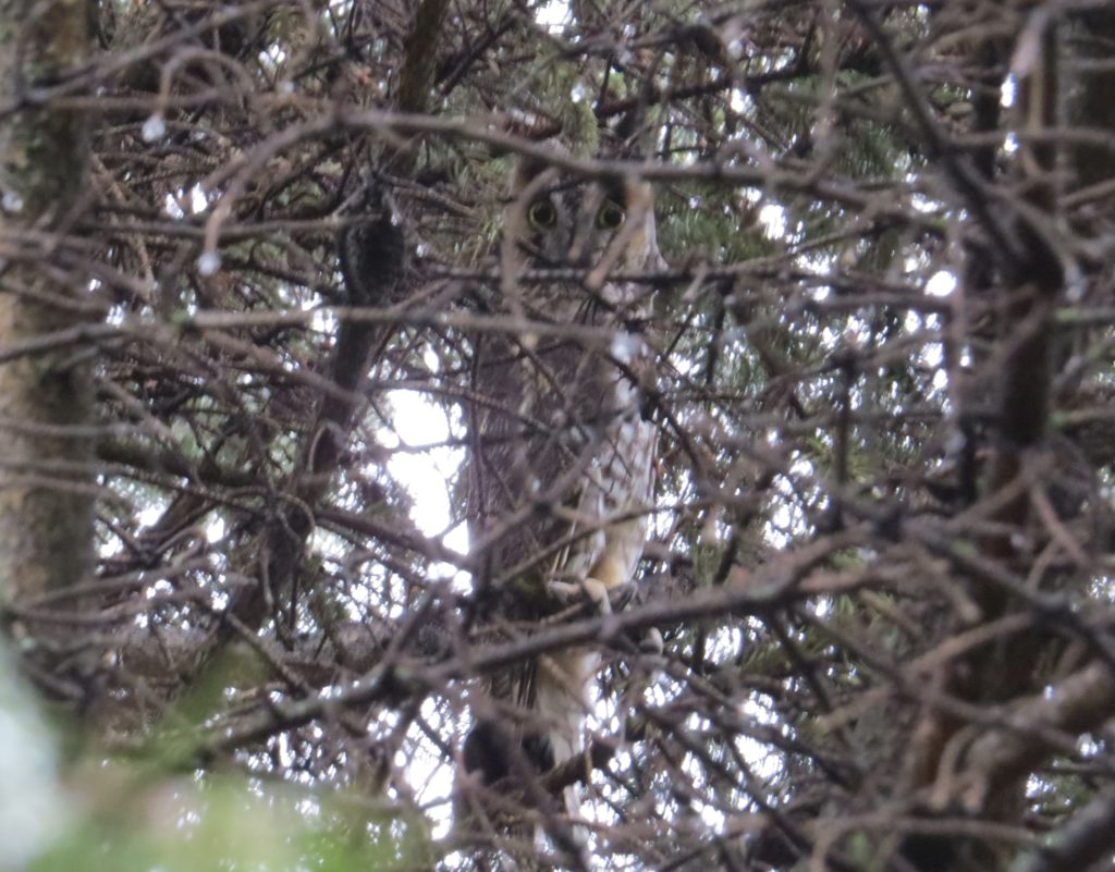 Long-eared Owl