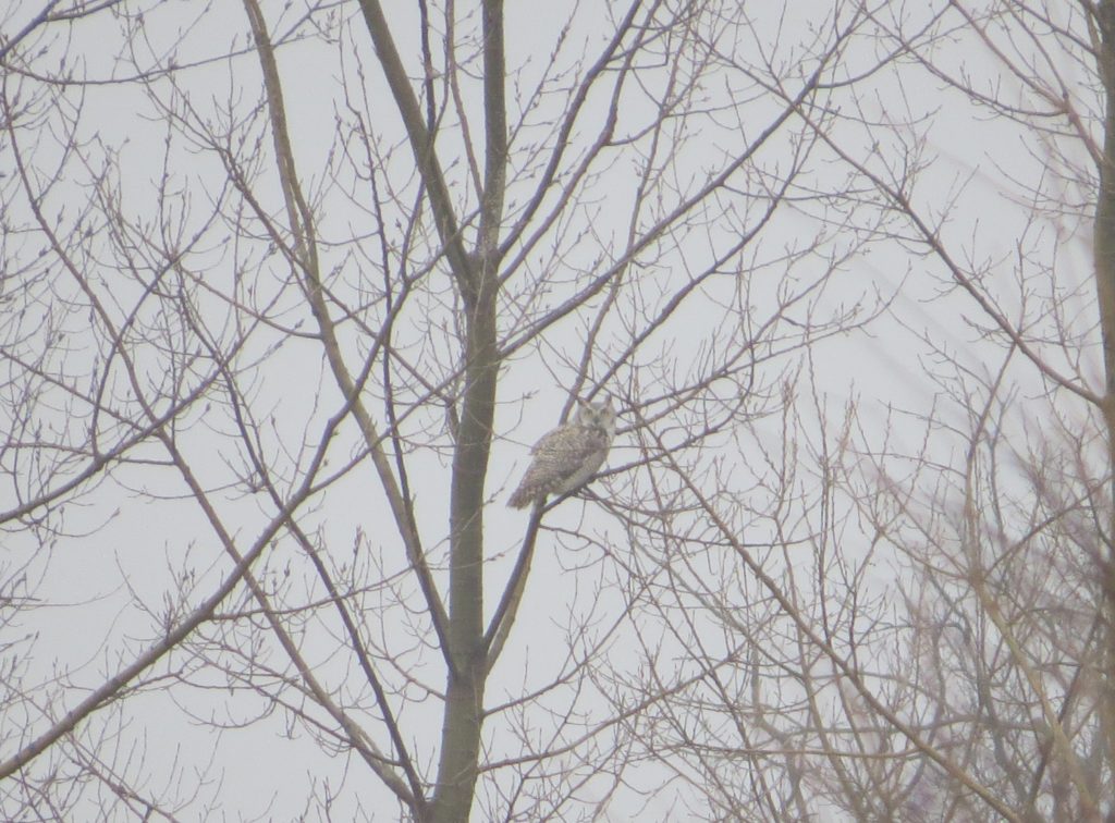 Great Horned Owl