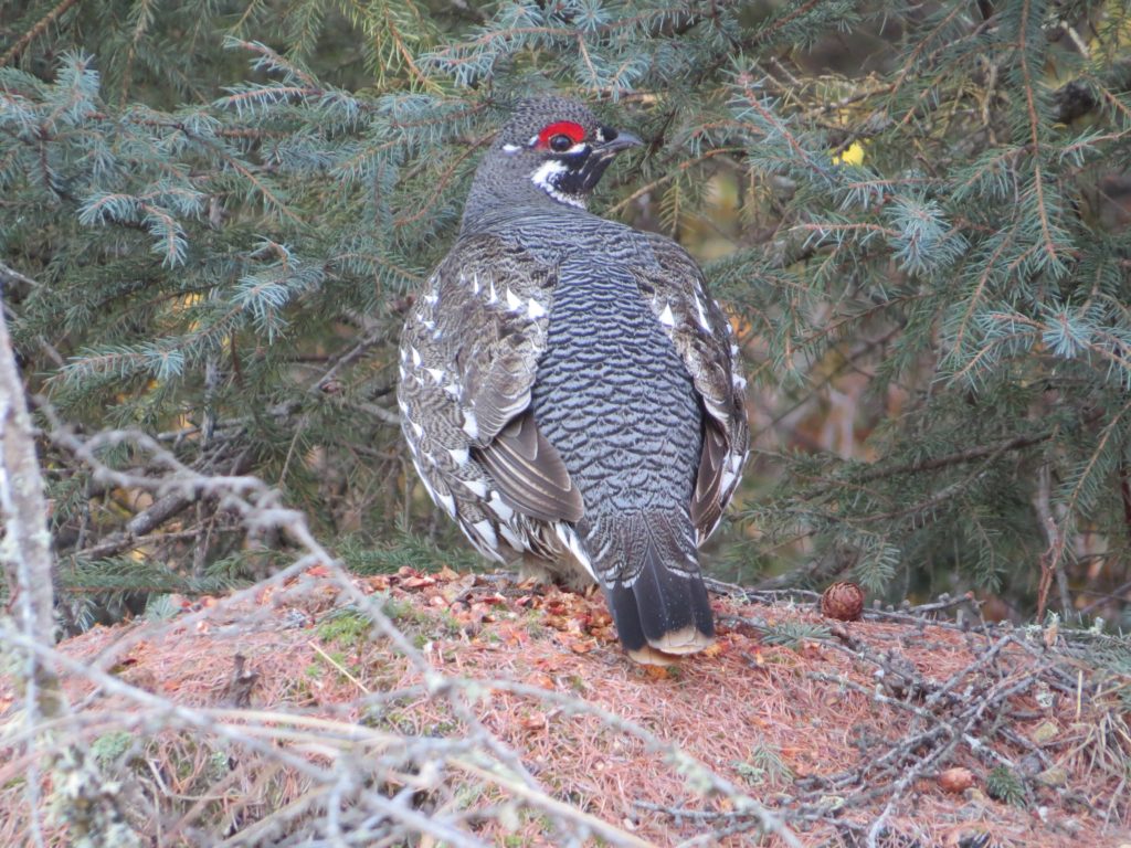 Spruce Grouse