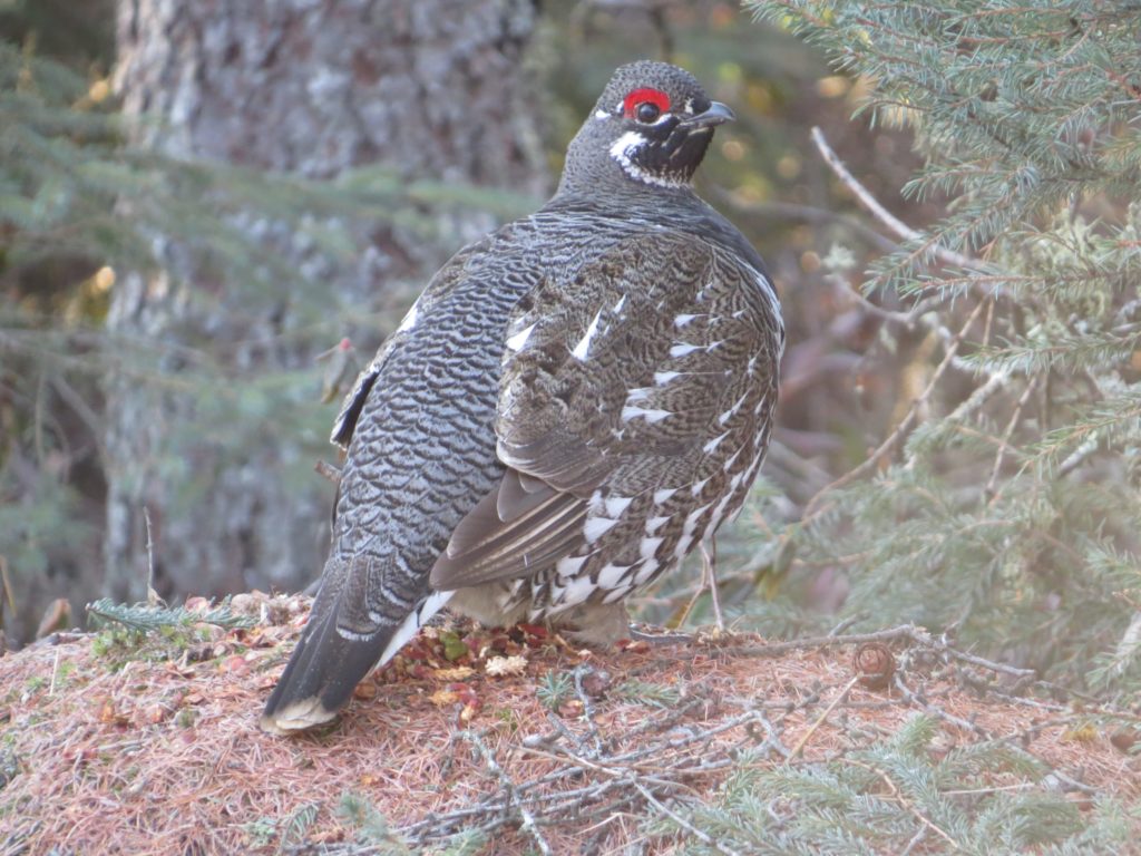 Spruce Grouse