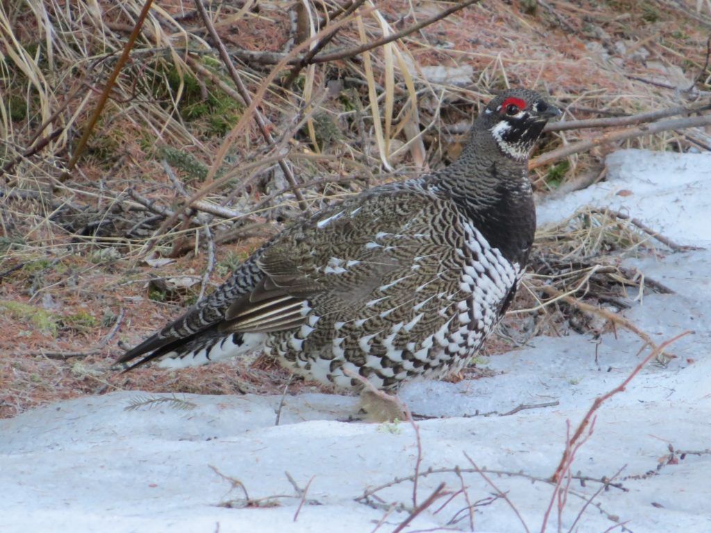 Spruce Grouse