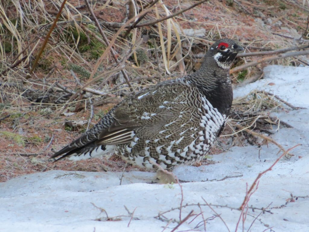 Spruce Grouse