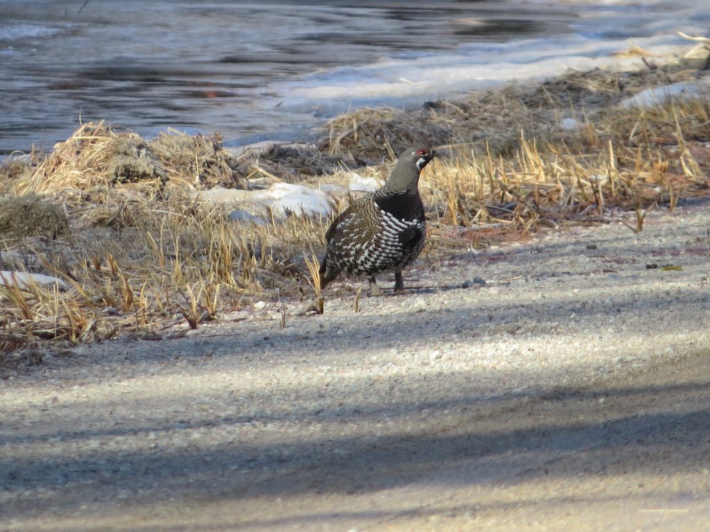 Spruce Grouse